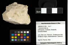 Foto (Objekt + Etiketten) von ? Goniodromites sp. 